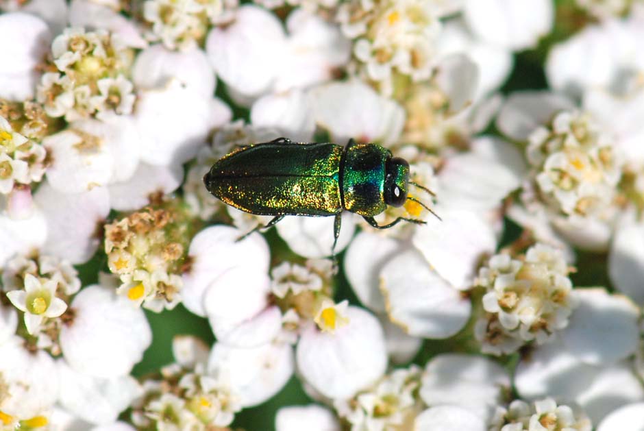 Buprestidae da ID. Anthaxia